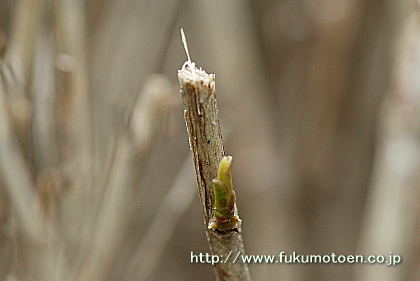 深刈園の新芽