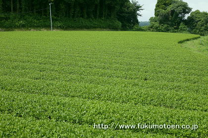 生放送された茶園