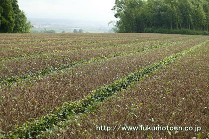 ２番茶後の深刈園