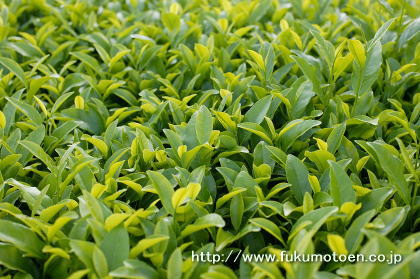 3番茶の芽 7月18日(1)