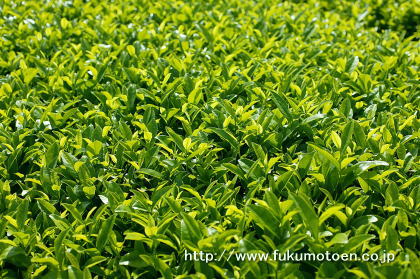 ３番茶の芽　７月18日（2）