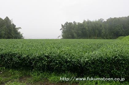 雨の中の茶畑①