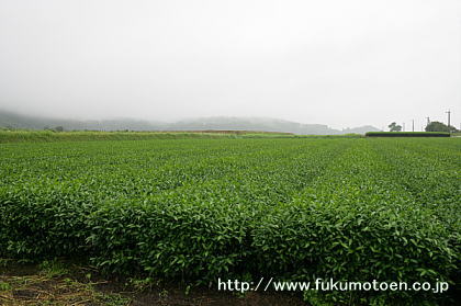 雨の中の茶畑（めいりょく）