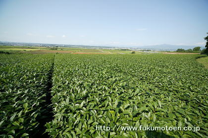 一番茶後中刈更新した茶園です。