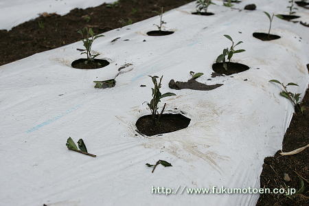 茶園の改植