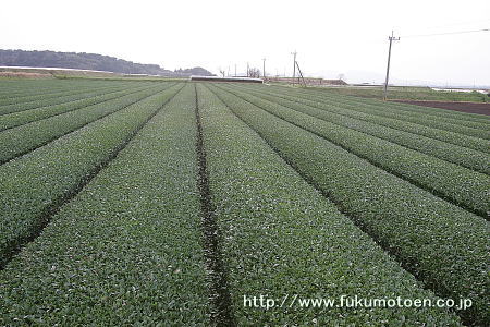 春整枝後の茶園（めいりょく）