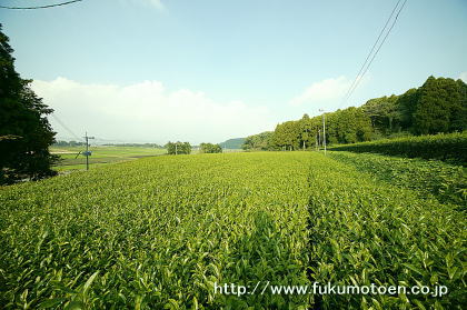 3号園