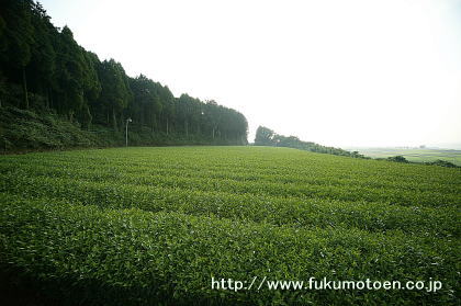 TKUぴゅあピュアで生放送された茶園