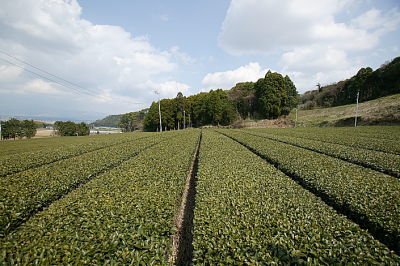 茶園1