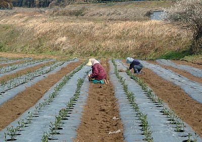 茶苗植え 写真1