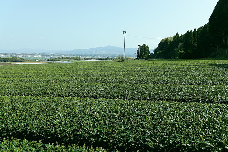 茶畑の新芽