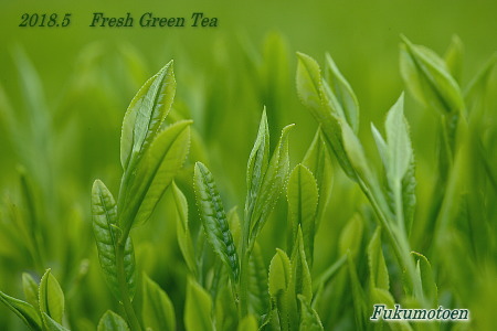 新茶(一番茶)