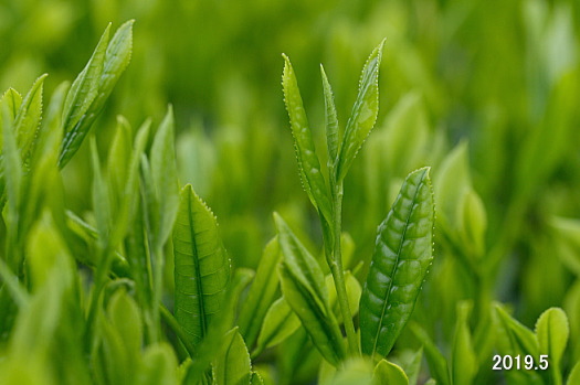 新茶(一番茶)