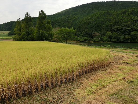 西原村のヒノヒカリ