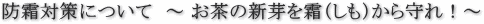 防霜対策について ~ お茶の新芽を霜(しも)から守れ!~